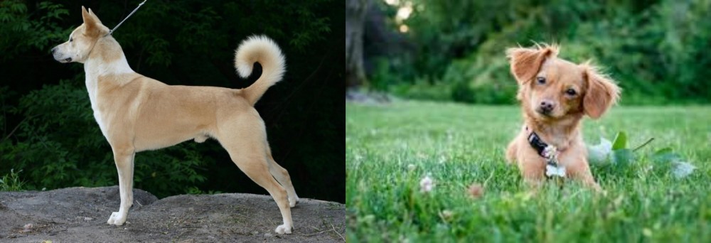 Chiweenie vs Canaan Dog - Breed Comparison