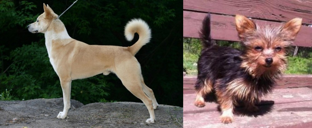 Chorkie vs Canaan Dog - Breed Comparison