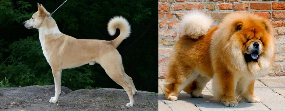 Chow Chow vs Canaan Dog - Breed Comparison
