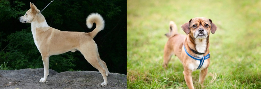 Chug vs Canaan Dog - Breed Comparison