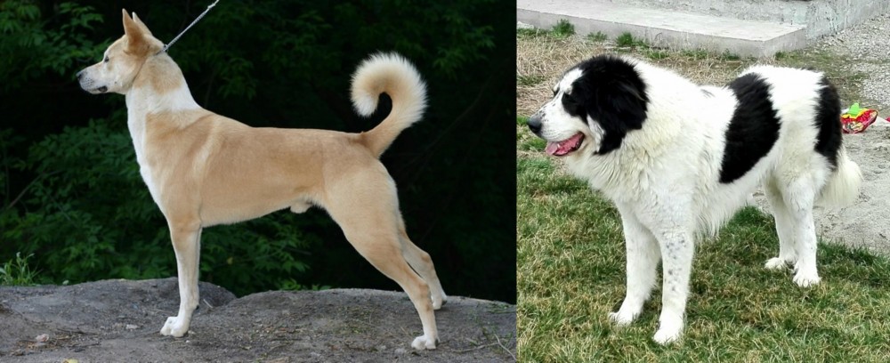 Ciobanesc de Bucovina vs Canaan Dog - Breed Comparison
