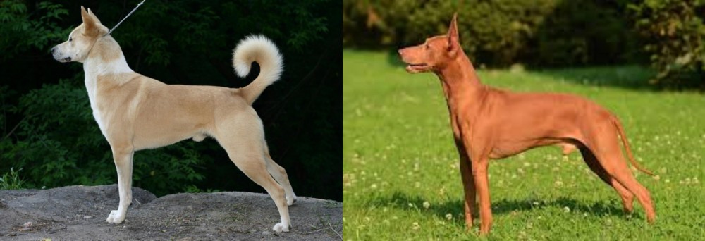 Cirneco dell'Etna vs Canaan Dog - Breed Comparison