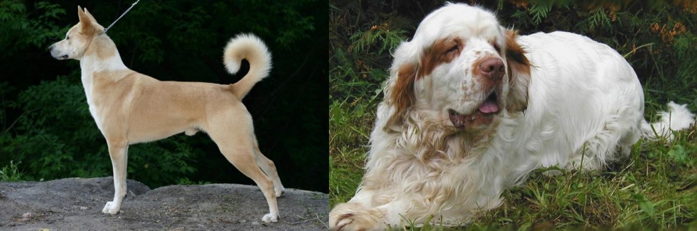 Clumber Spaniel vs Canaan Dog - Breed Comparison