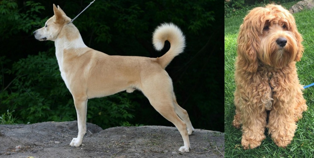 Cockapoo vs Canaan Dog - Breed Comparison