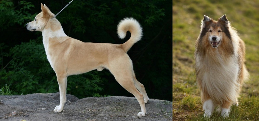 Collie vs Canaan Dog - Breed Comparison