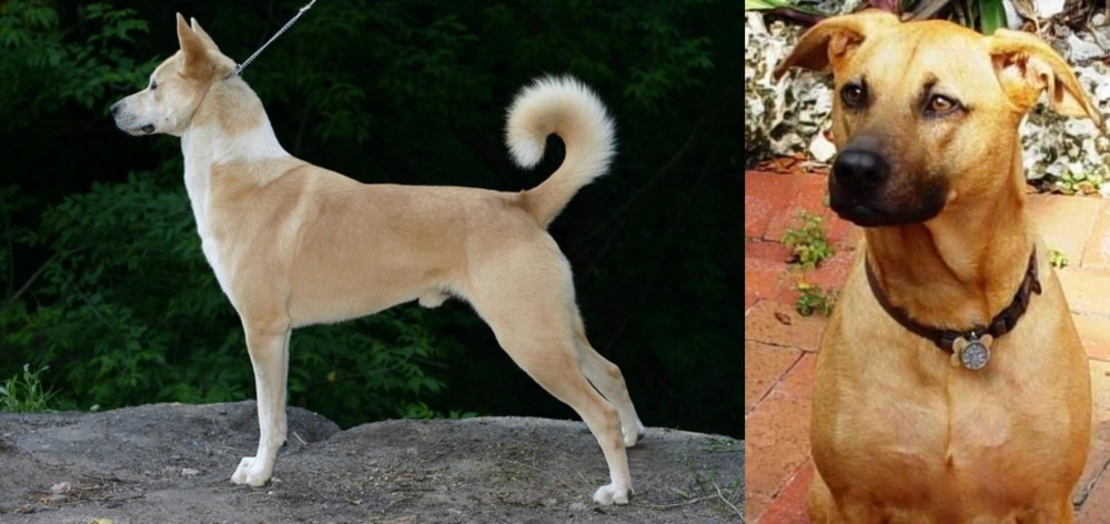 Combai vs Canaan Dog - Breed Comparison