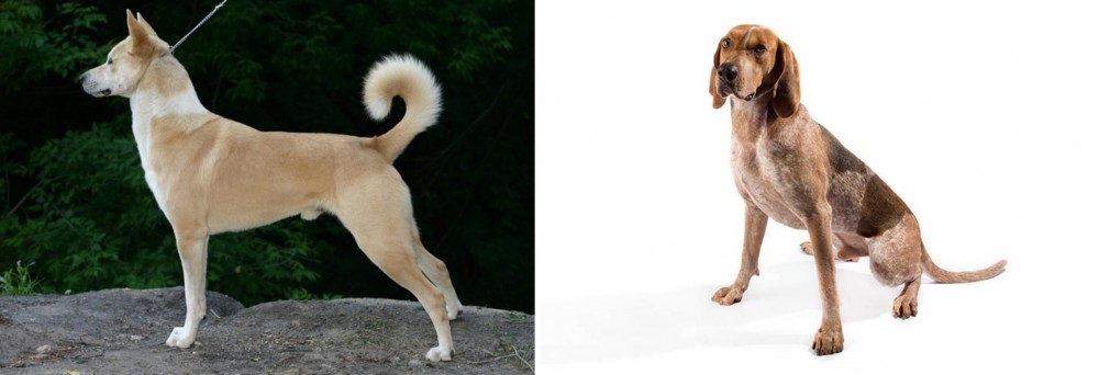 Coonhound vs Canaan Dog - Breed Comparison