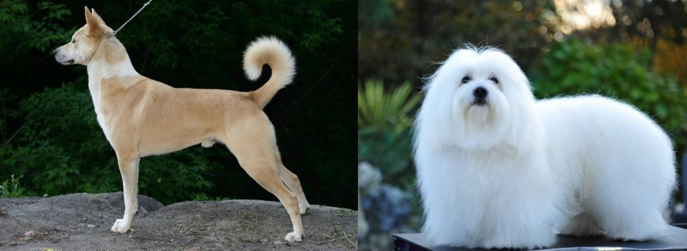 Coton De Tulear vs Canaan Dog - Breed Comparison