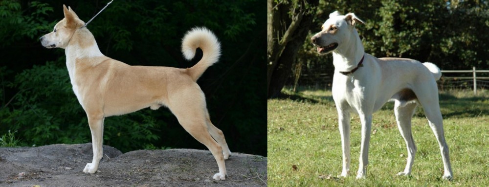 Cretan Hound vs Canaan Dog - Breed Comparison