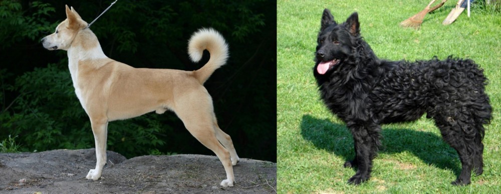 Croatian Sheepdog vs Canaan Dog - Breed Comparison