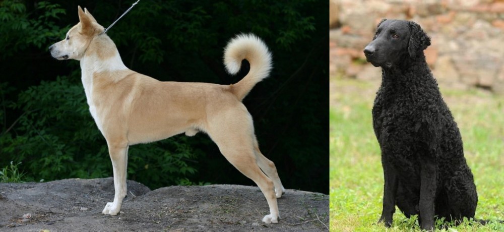 Curly Coated Retriever vs Canaan Dog - Breed Comparison