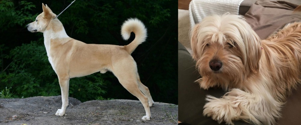 Cyprus Poodle vs Canaan Dog - Breed Comparison