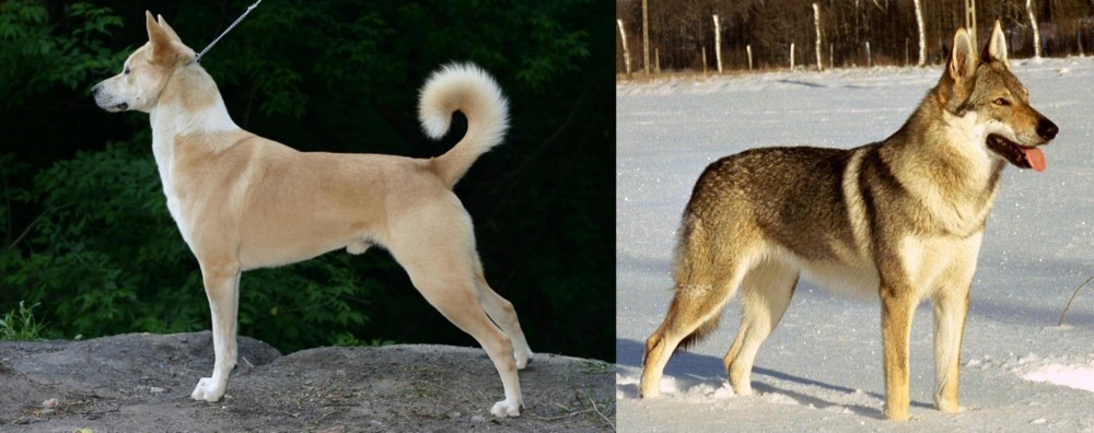 Czechoslovakian Wolfdog vs Canaan Dog - Breed Comparison
