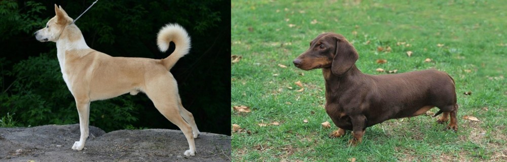 Dachshund vs Canaan Dog - Breed Comparison