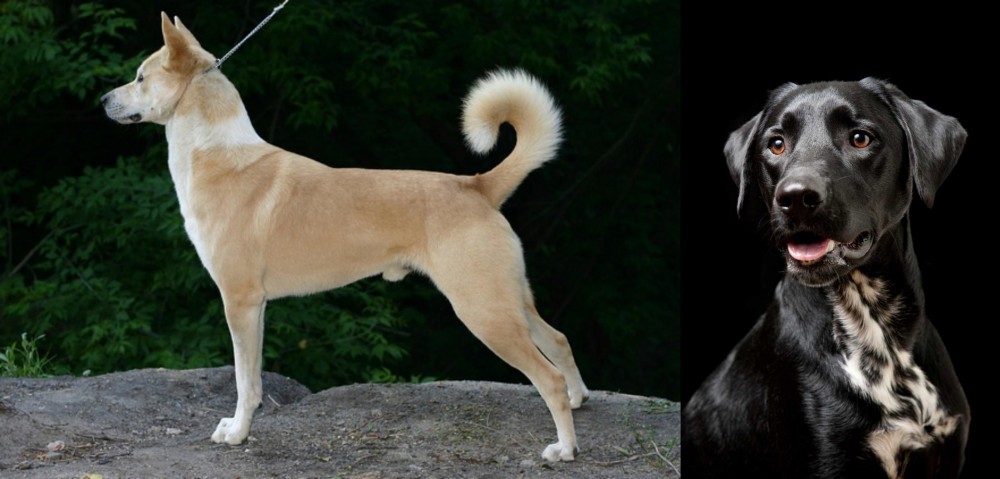 Dalmador vs Canaan Dog - Breed Comparison