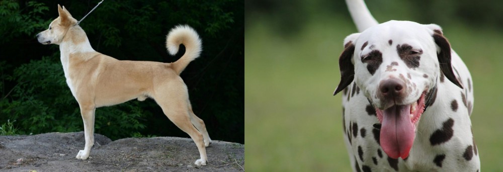 Dalmatian vs Canaan Dog - Breed Comparison