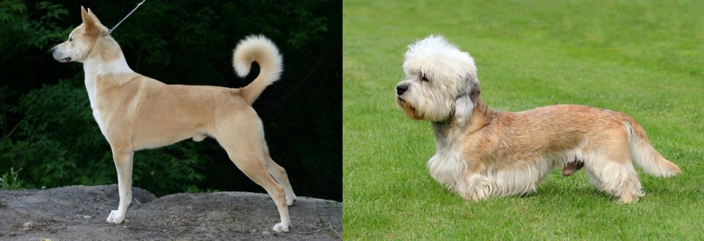 Dandie Dinmont Terrier vs Canaan Dog - Breed Comparison