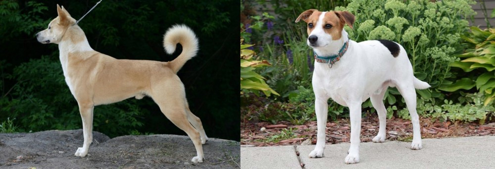 Danish Swedish Farmdog vs Canaan Dog - Breed Comparison