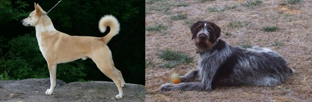 Deutsch Drahthaar vs Canaan Dog - Breed Comparison