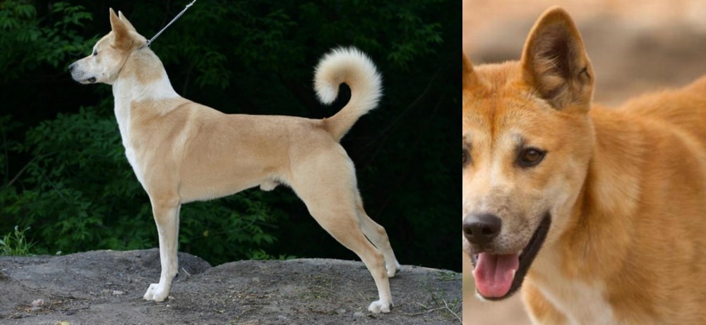 Dingo vs Canaan Dog - Breed Comparison