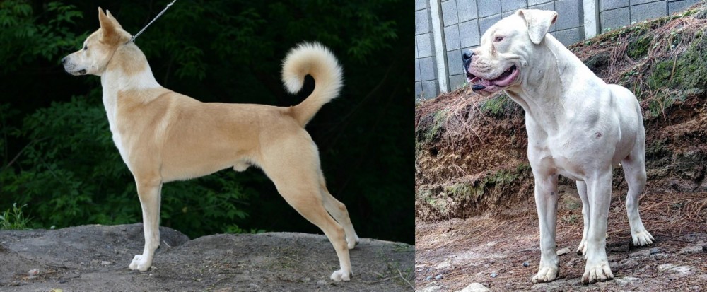 Dogo Guatemalteco vs Canaan Dog - Breed Comparison