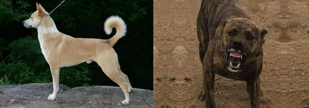 Dogo Sardesco vs Canaan Dog - Breed Comparison