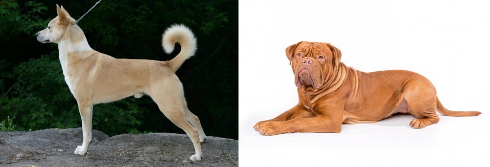 Dogue De Bordeaux vs Canaan Dog - Breed Comparison