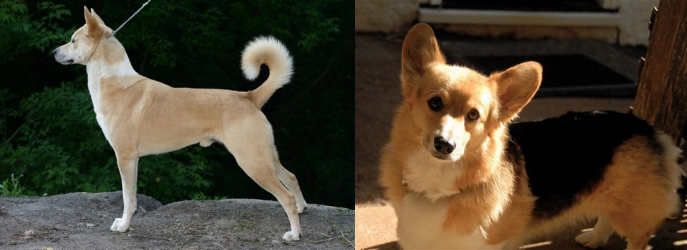 Dorgi vs Canaan Dog - Breed Comparison