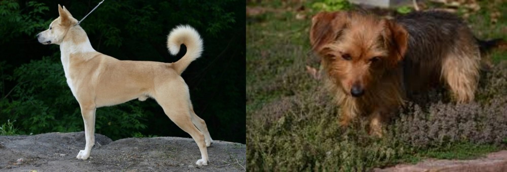 Dorkie vs Canaan Dog - Breed Comparison