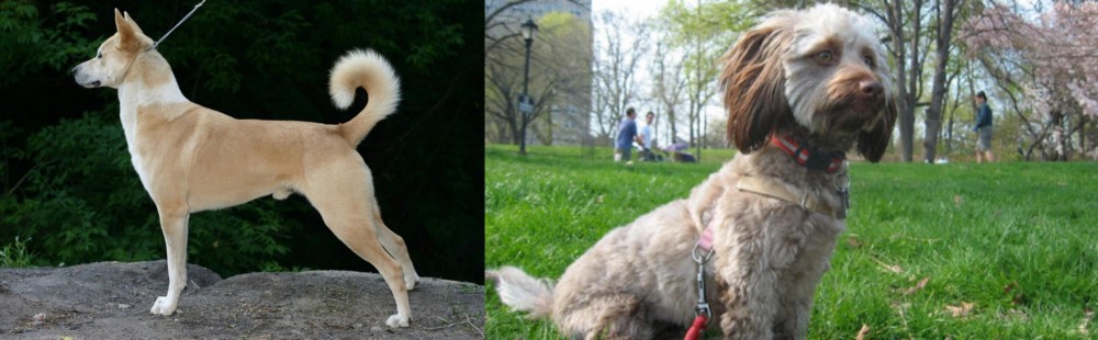 Doxiepoo vs Canaan Dog - Breed Comparison