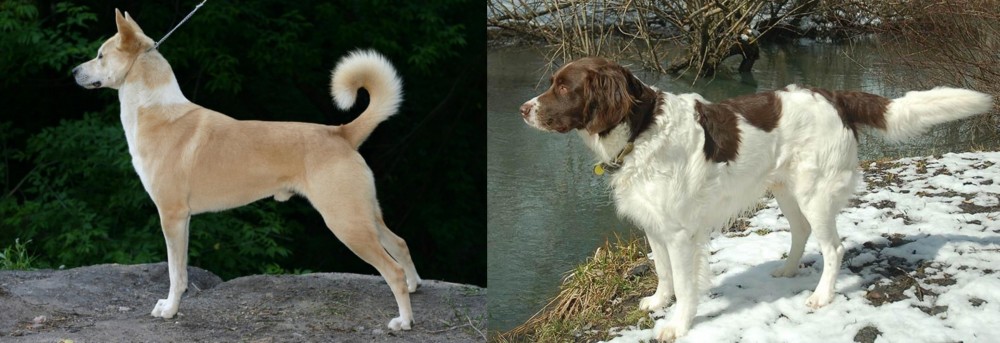 Drentse Patrijshond vs Canaan Dog - Breed Comparison