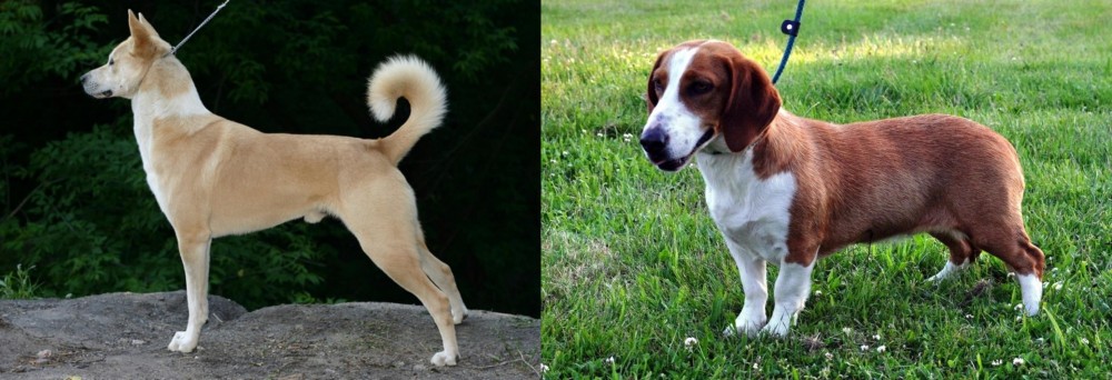 Drever vs Canaan Dog - Breed Comparison