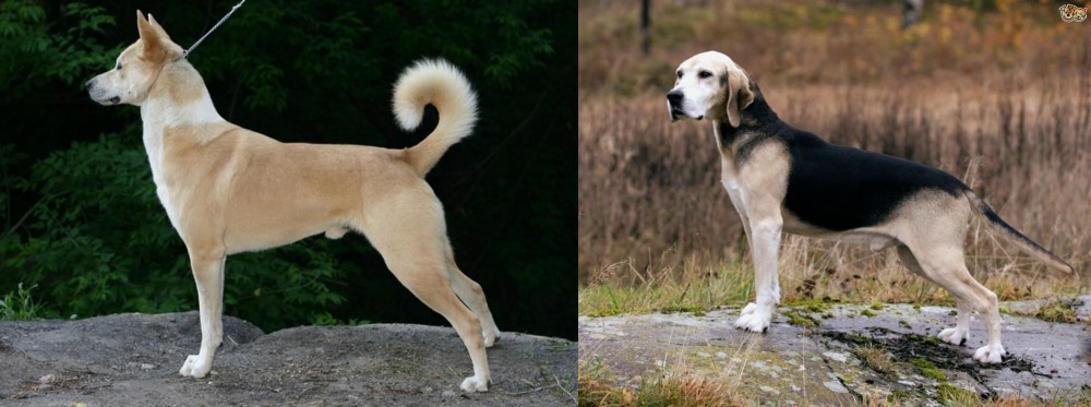 Dunker vs Canaan Dog - Breed Comparison