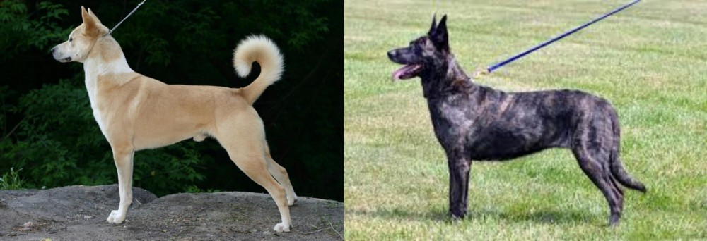 Dutch Shepherd vs Canaan Dog - Breed Comparison