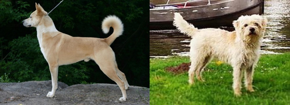 Dutch Smoushond vs Canaan Dog - Breed Comparison