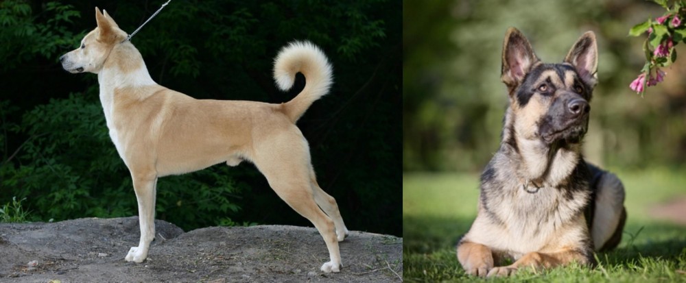 East European Shepherd vs Canaan Dog - Breed Comparison