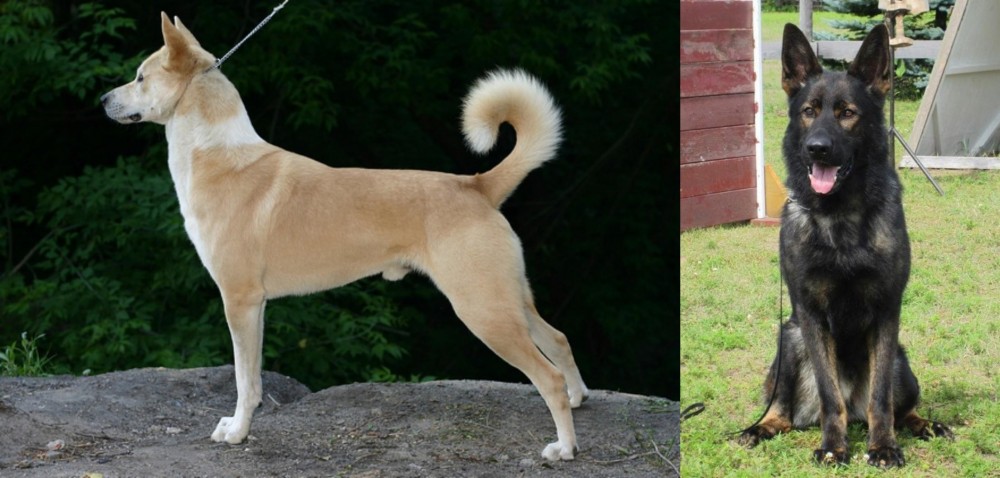 East German Shepherd vs Canaan Dog - Breed Comparison