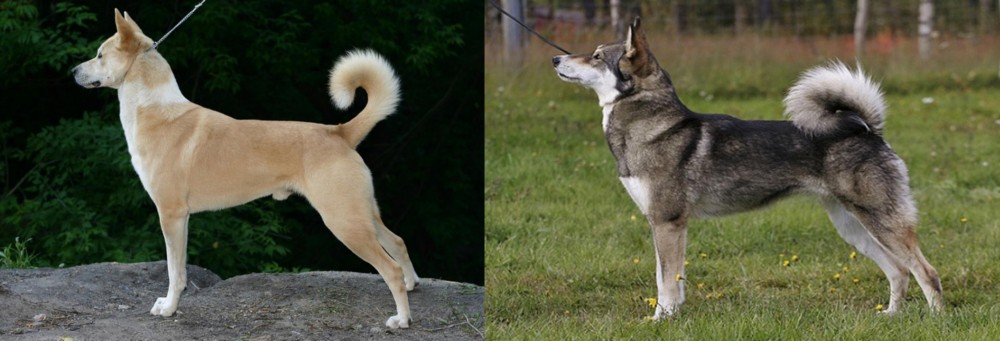 East Siberian Laika vs Canaan Dog - Breed Comparison