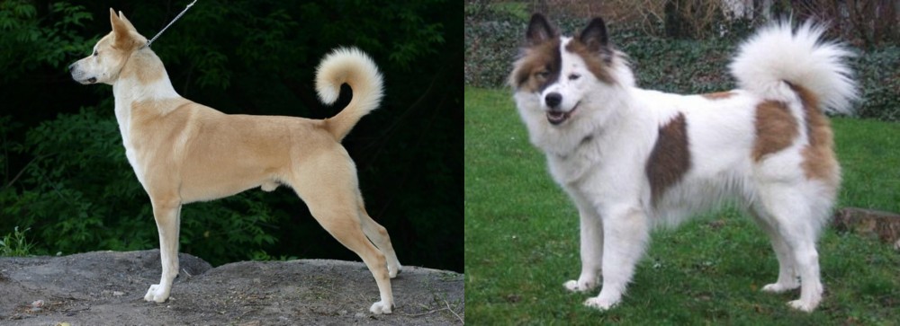 Elo vs Canaan Dog - Breed Comparison