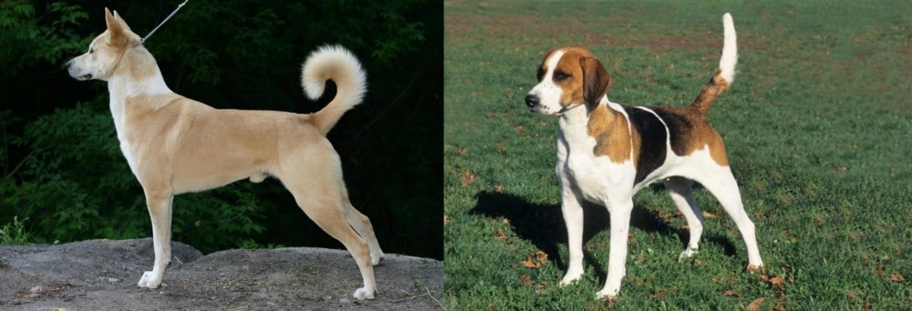 English Foxhound vs Canaan Dog - Breed Comparison