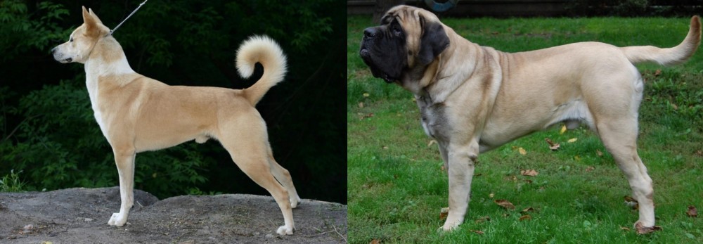 English Mastiff vs Canaan Dog - Breed Comparison
