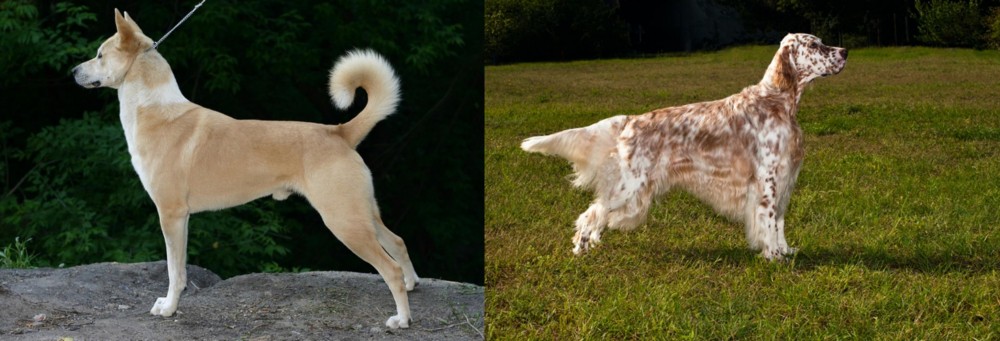 English Setter vs Canaan Dog - Breed Comparison