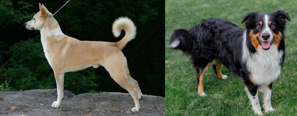 English Shepherd vs Canaan Dog - Breed Comparison