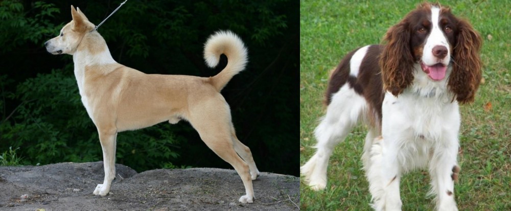 English Springer Spaniel vs Canaan Dog - Breed Comparison