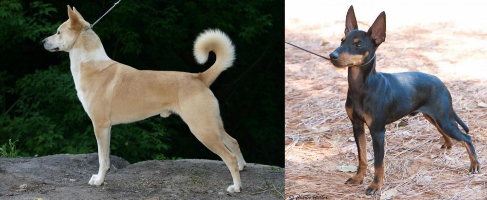 English Toy Terrier (Black & Tan) vs Canaan Dog - Breed Comparison