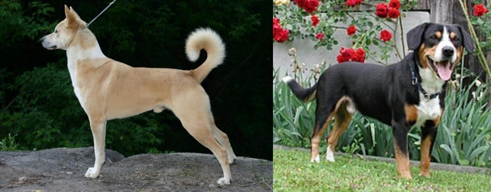 Entlebucher Mountain Dog vs Canaan Dog - Breed Comparison