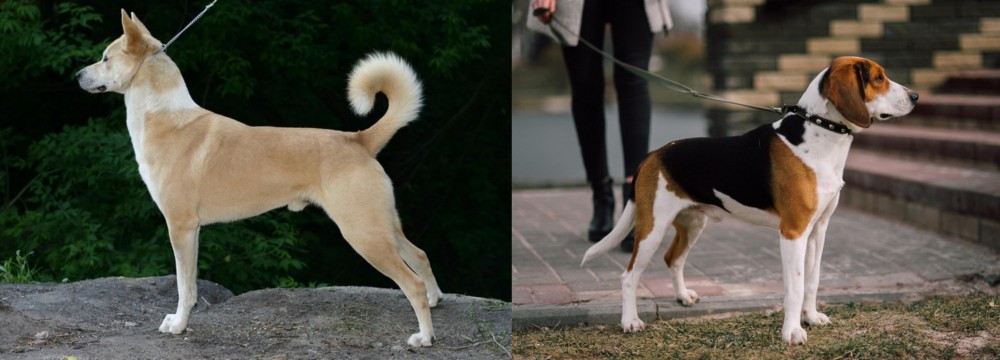 Estonian Hound vs Canaan Dog - Breed Comparison