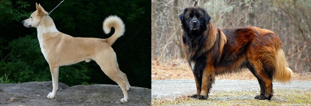 Estrela Mountain Dog vs Canaan Dog - Breed Comparison