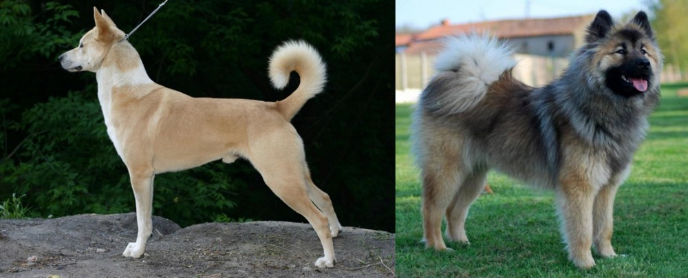 Eurasier vs Canaan Dog - Breed Comparison