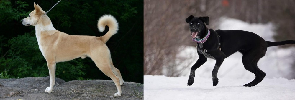 Eurohound vs Canaan Dog - Breed Comparison